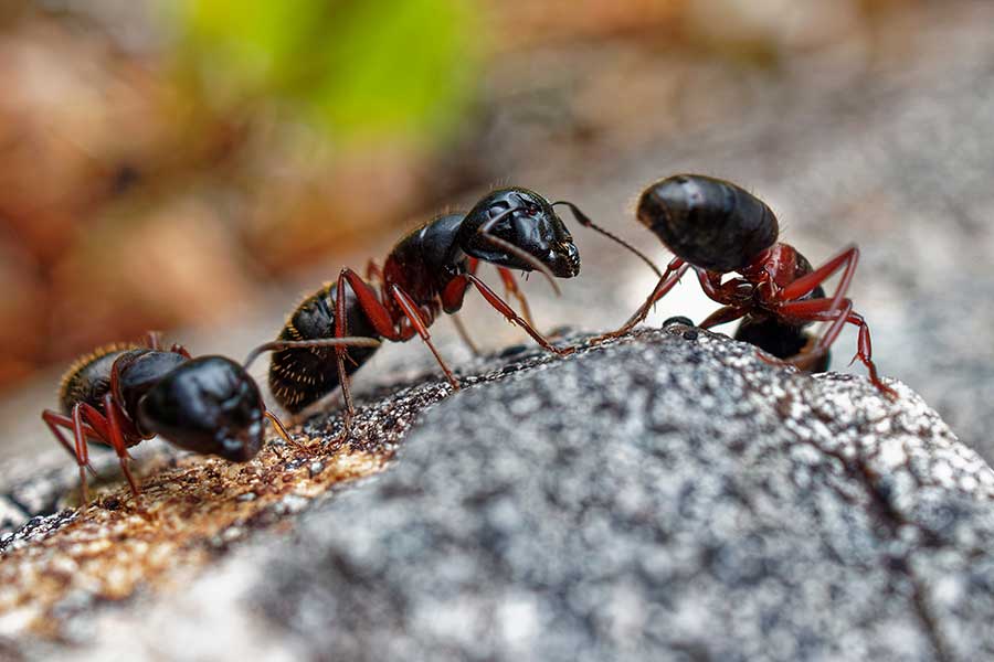 Ant Control