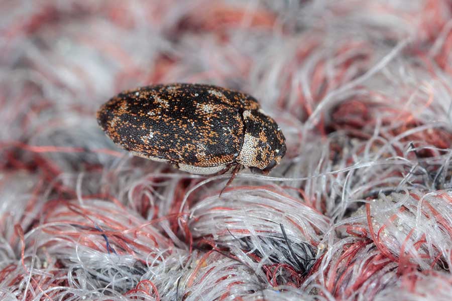 Carpet Beetle Treatment