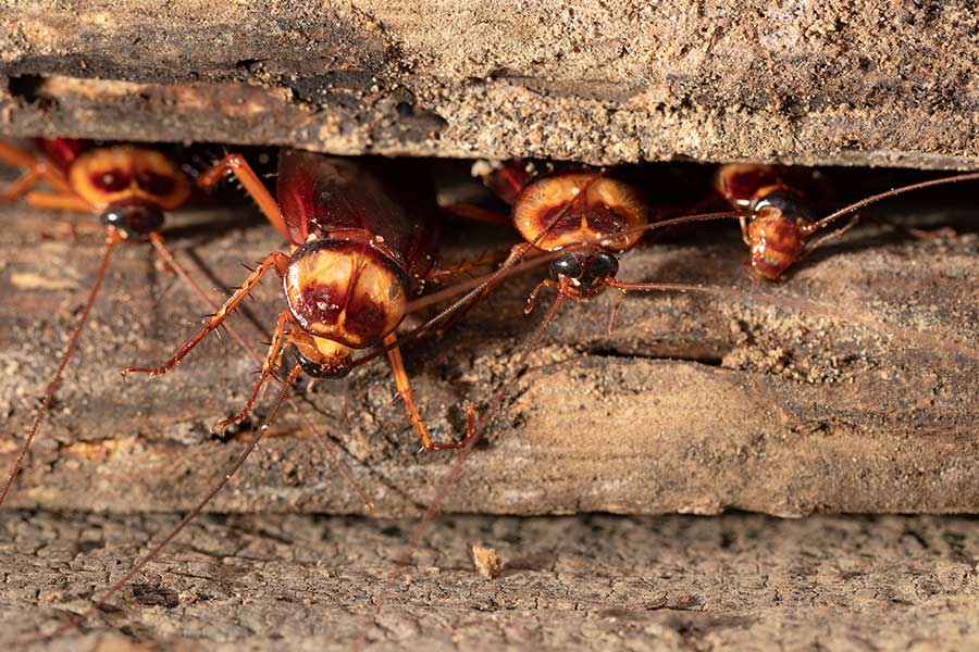 Cockroach Control