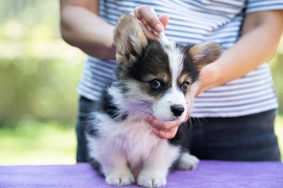 Flea Control