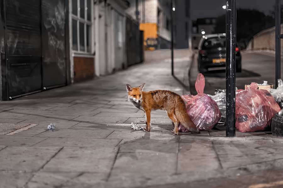 Fox Control