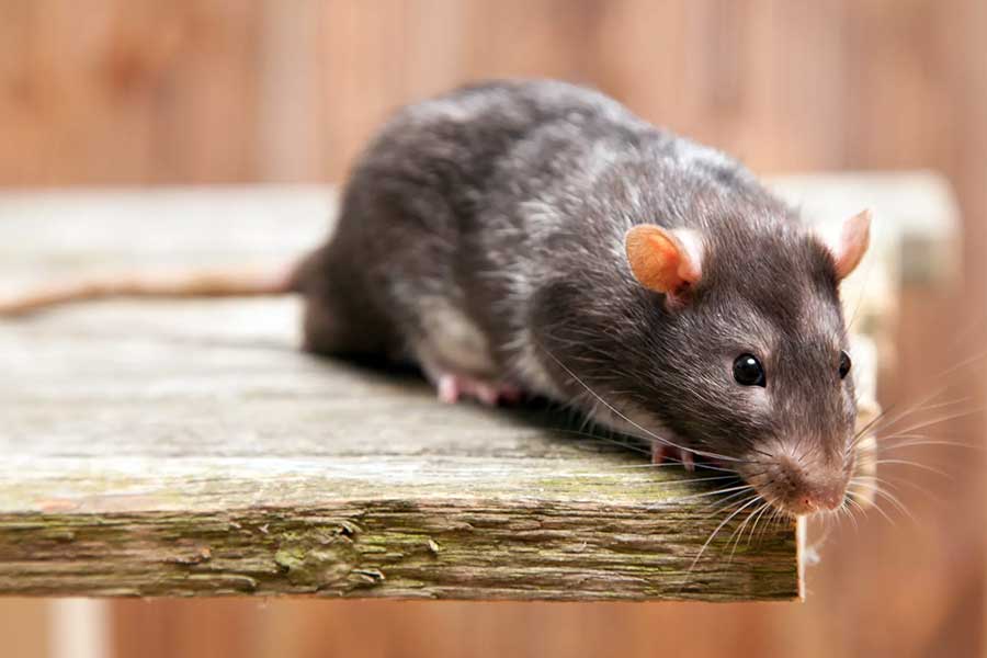 Rodent Control