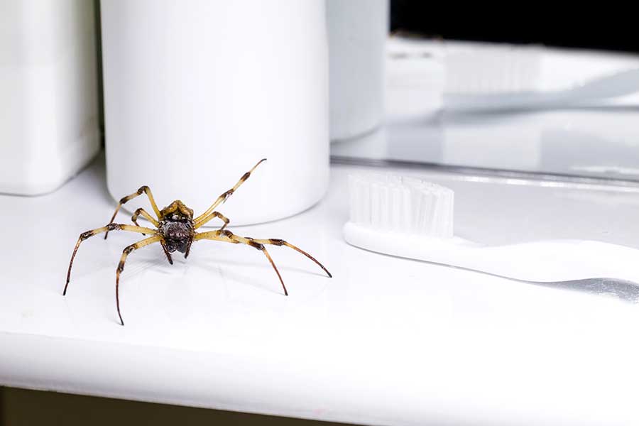 Spider Control