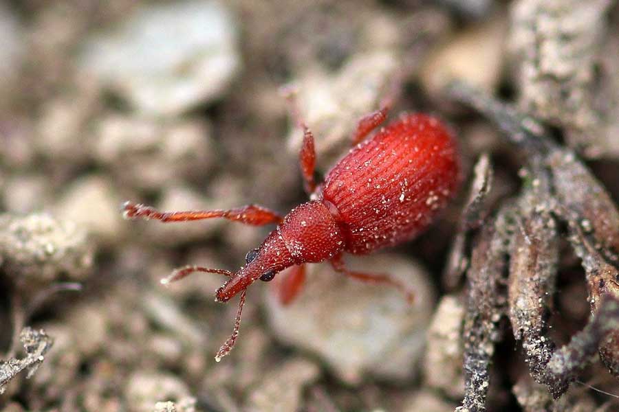Stored Product Insect Control