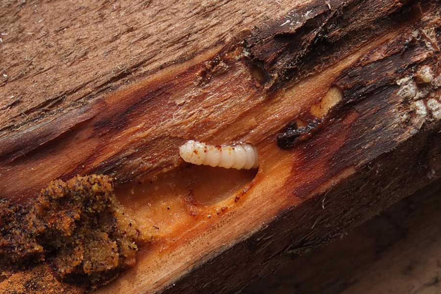 Woodworm Treatment